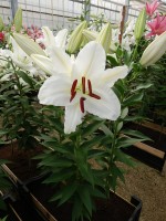 [4321 White Balloons GA No01.JPG]